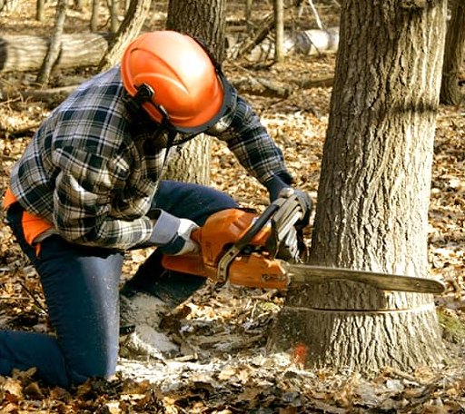 Tree Removal in Mount Carbon, WV